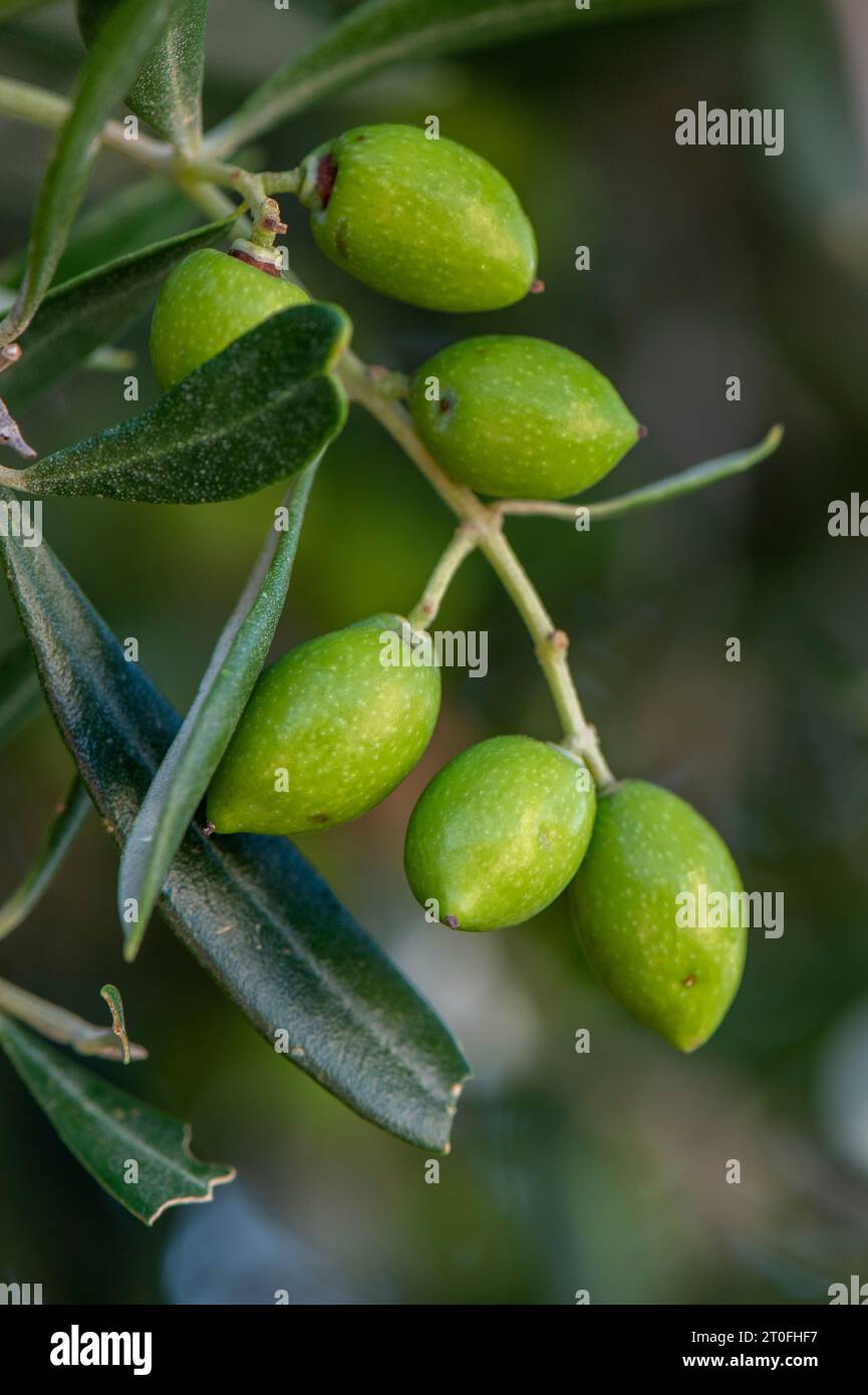 close-up of green olives growing on a tree with leaves in a greek olive grove. Stock Photo