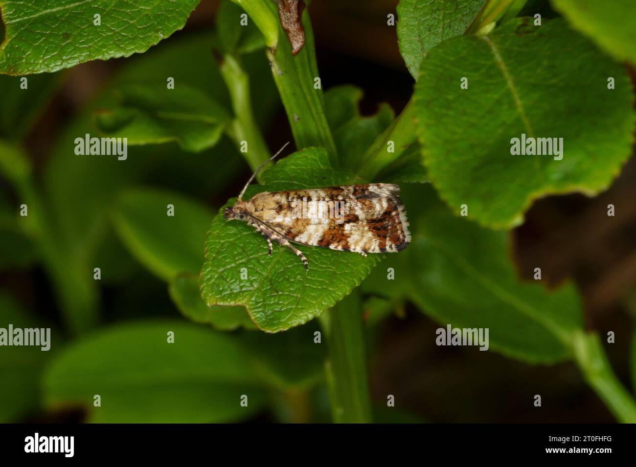 Phiaris palustrana Olethreutes palustrana Family Tortricidae Genus Olethreutes Northern marble moth wild nature insect photography, picture, wallpaper Stock Photo