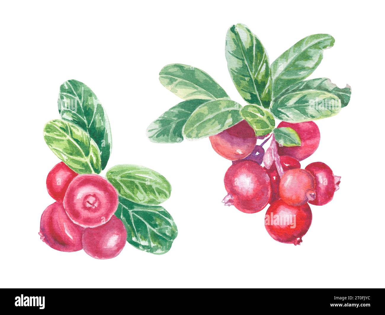 Clipart hand painted red lingonberry and green leaves. Watercolor botanical illustration isolated element. Art for food design, logo, pattern Stock Photo