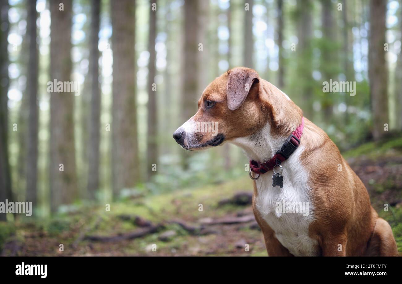Happy dog sitting in front of defocused forest with tall trees. Side view of brown puppy dog looking at something intense and focused. 1 year old fema Stock Photo
