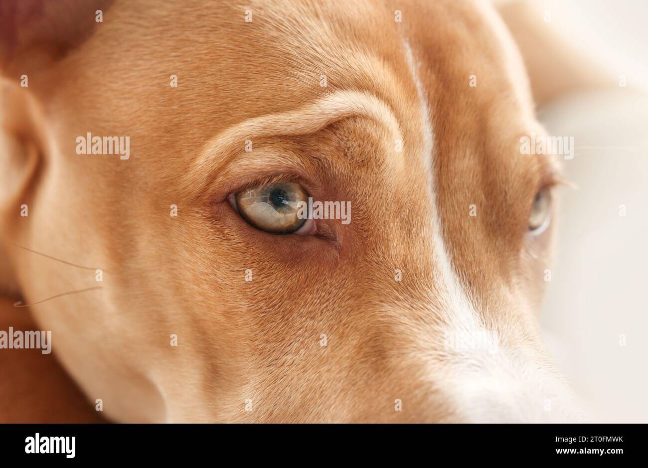 Dog close up with focus on eye. Cute puppy dog face frowning with wrinkles. Eyesight or eye vision for dogs concept. 6 month old, female Boxer Pitbull Stock Photo