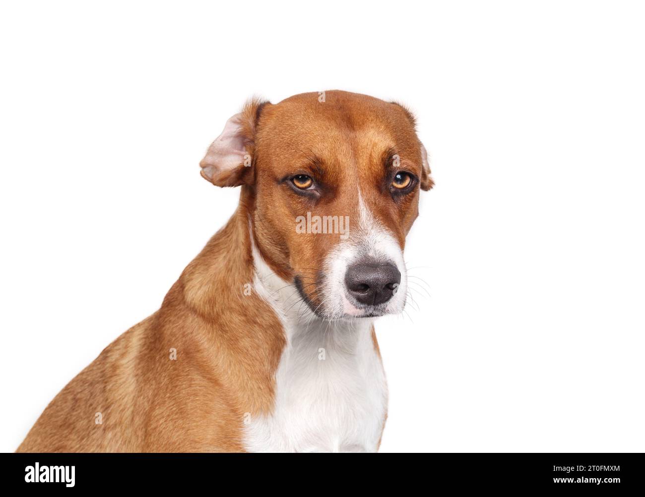Serious dog with ears folded backwards due to lack of structure or running. Cute puppy dog looking at camera. Funny ear position. Female Harrier mix, Stock Photo