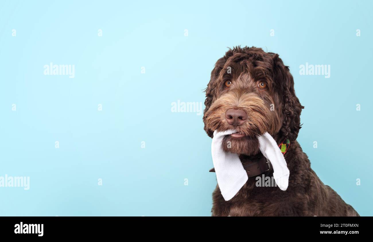 Cute dog with sock in mouth on colored background. Fluffy puppy dog chewing or stealing clothing with playful expression. 1 year old female Labradoodl Stock Photo