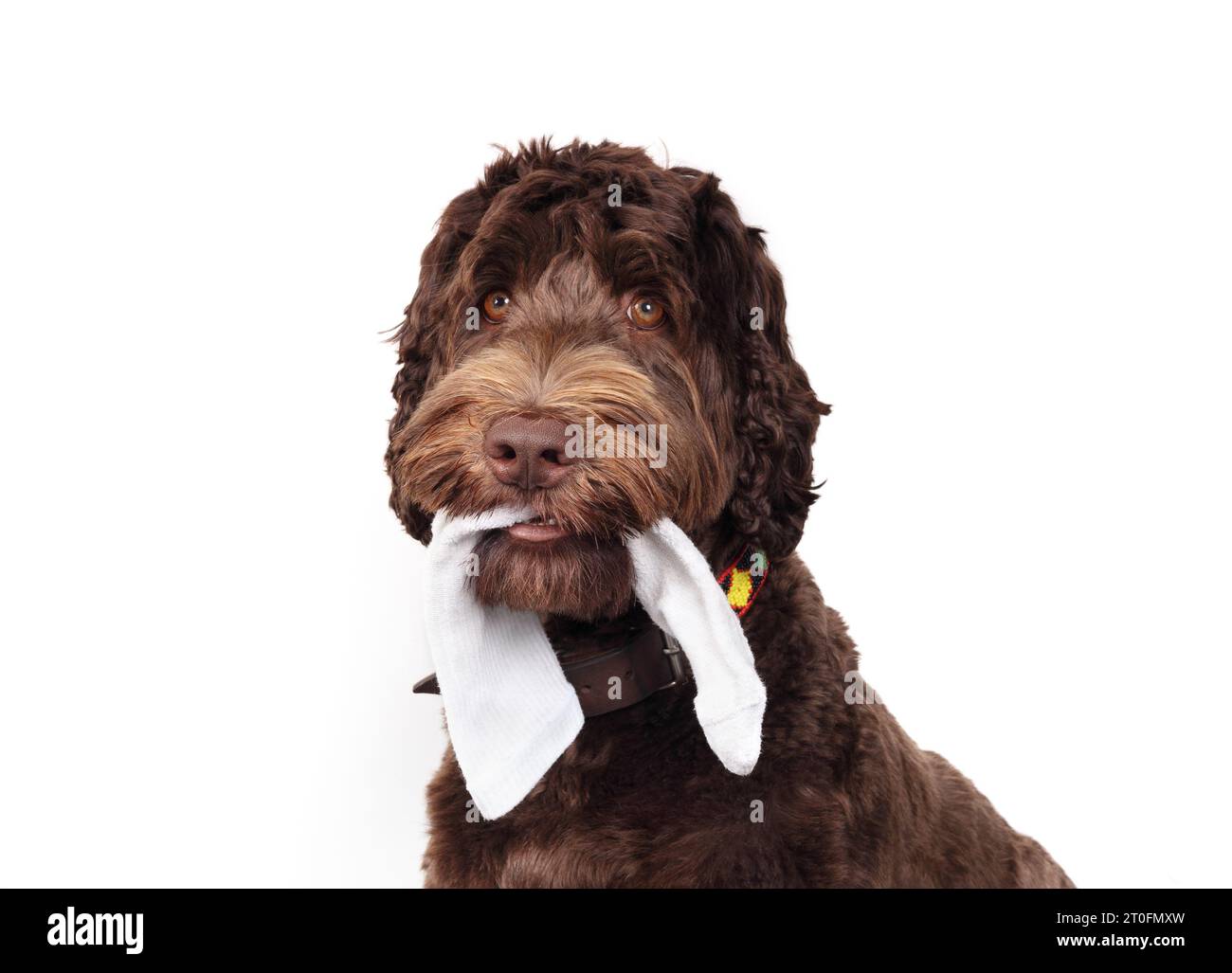 Cute dog with sock in mouth and looking at camera. Fluffy puppy dog chewing or stealing clothing with playful expression. 1 year old female Labradoodl Stock Photo