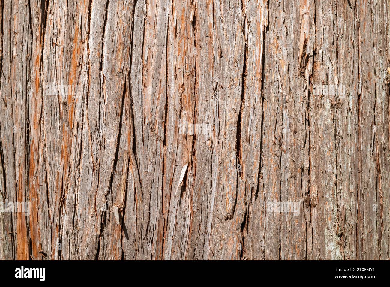Western cedar bark close up. Large tree growing in forest or rainforest