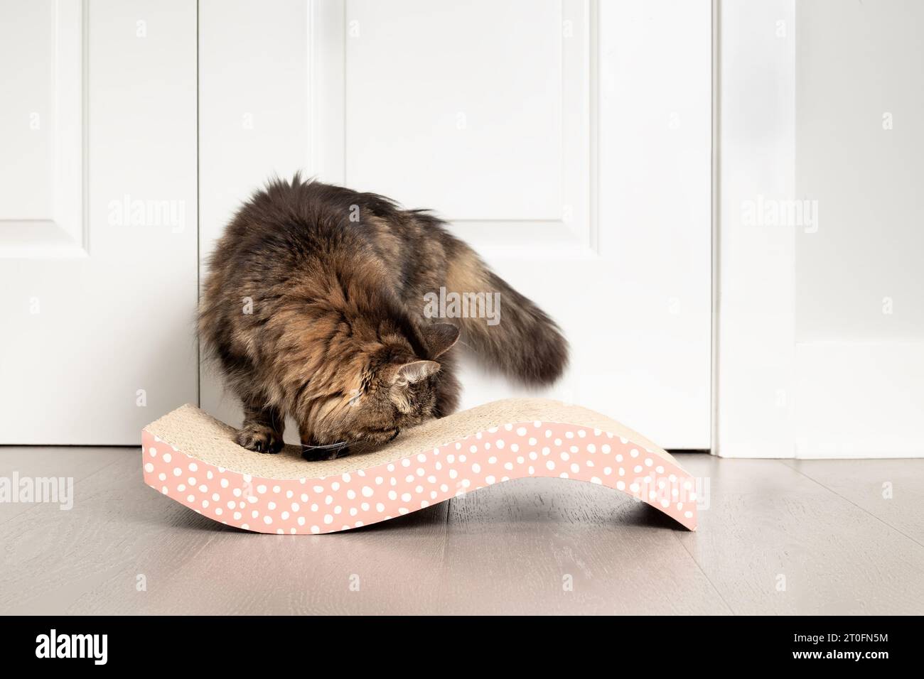 Curious cat with cardboard scratcher on floor. Senior tabby cat smelling cat nip on curved card board scratcher for scratching and prevent furniture d Stock Photo