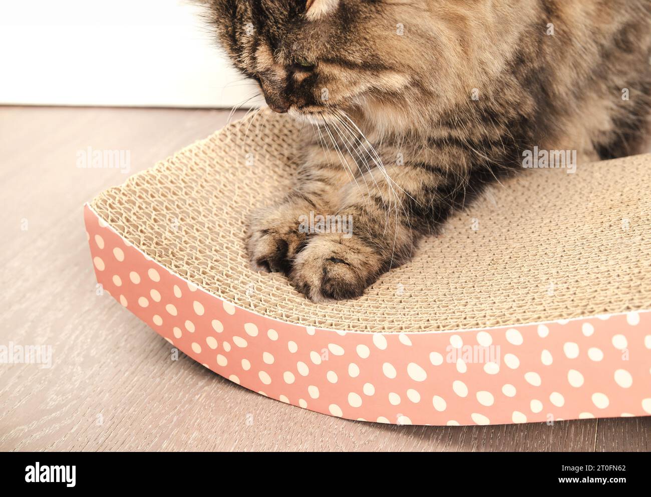 Happy cat using cardboard scratcher on floor. Senior tabby cat scratching on curved card board