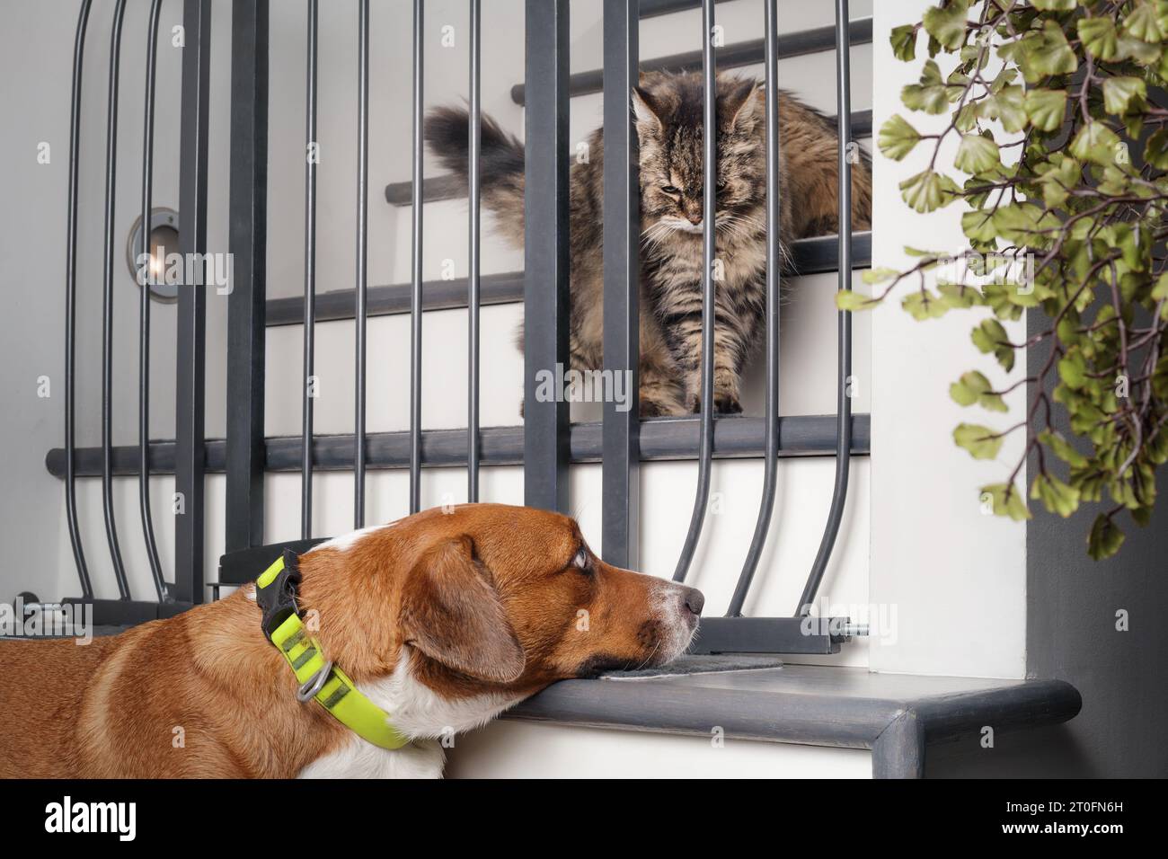 Save cat and dog introduction with pet gate barrier. Face to face