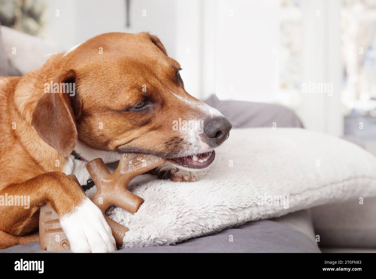 Happy dog with fishbone chew stick or dental bone. Side view or relaxed puppy dog lying on sofa with large fish shaped nylon bone between paws and mou Stock Photo