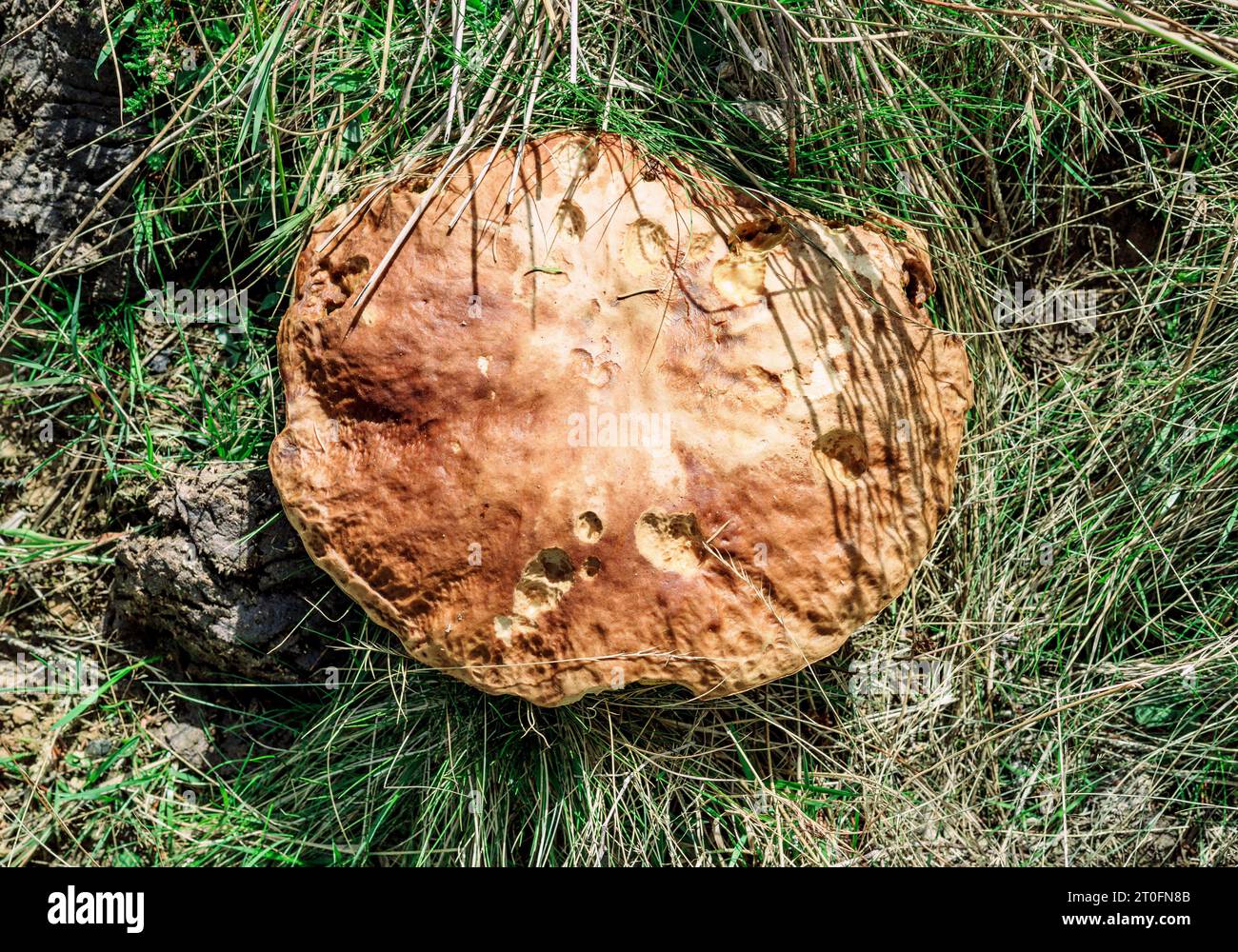 Large porcini mushroom in grass next to cow dung. Top view of fall fungus. Fungi background scenery. Edible mushroom. Known as king mushroom, cep or B Stock Photo
