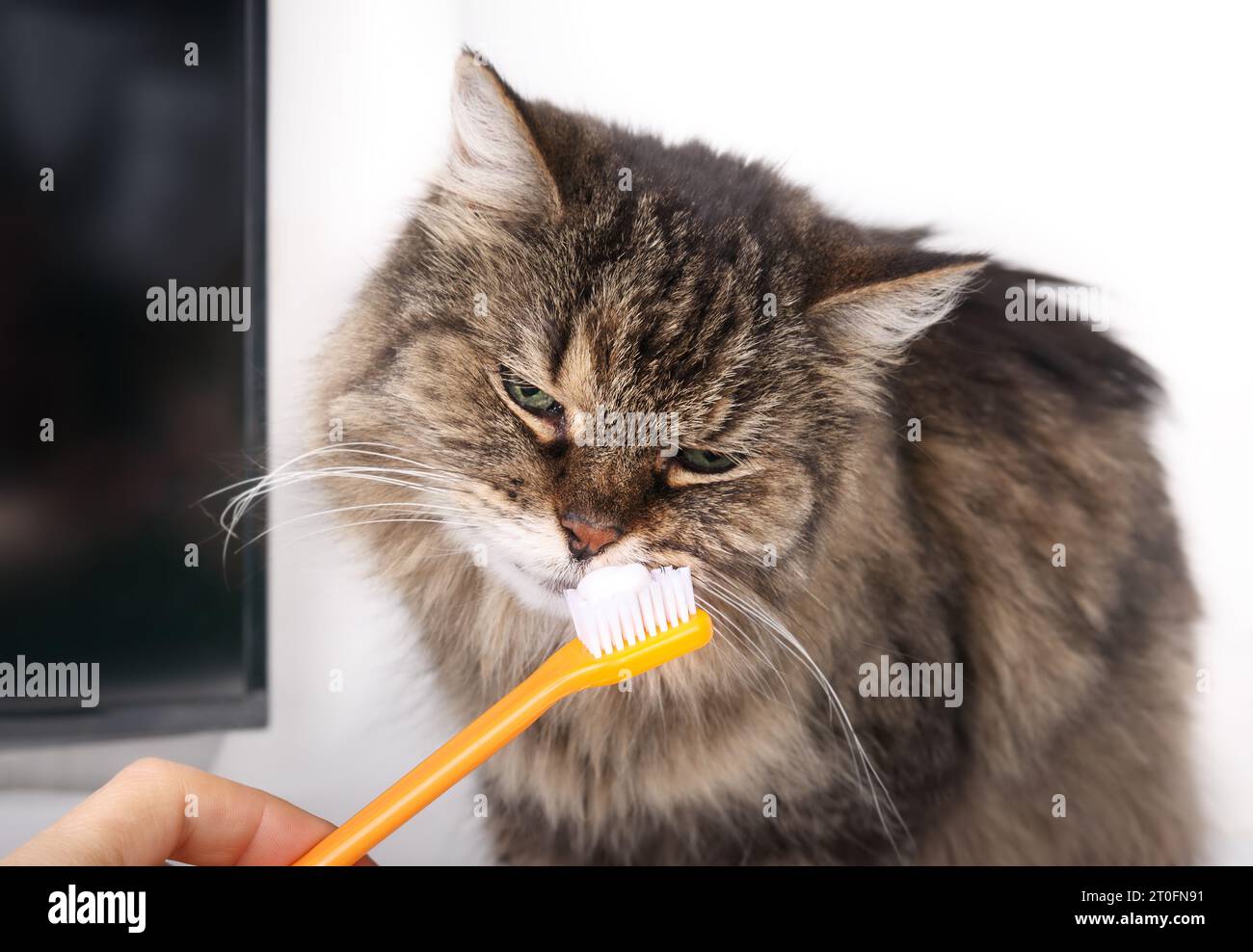 Curious cat sniffing on toothpaste on toothbrush held by pet owner