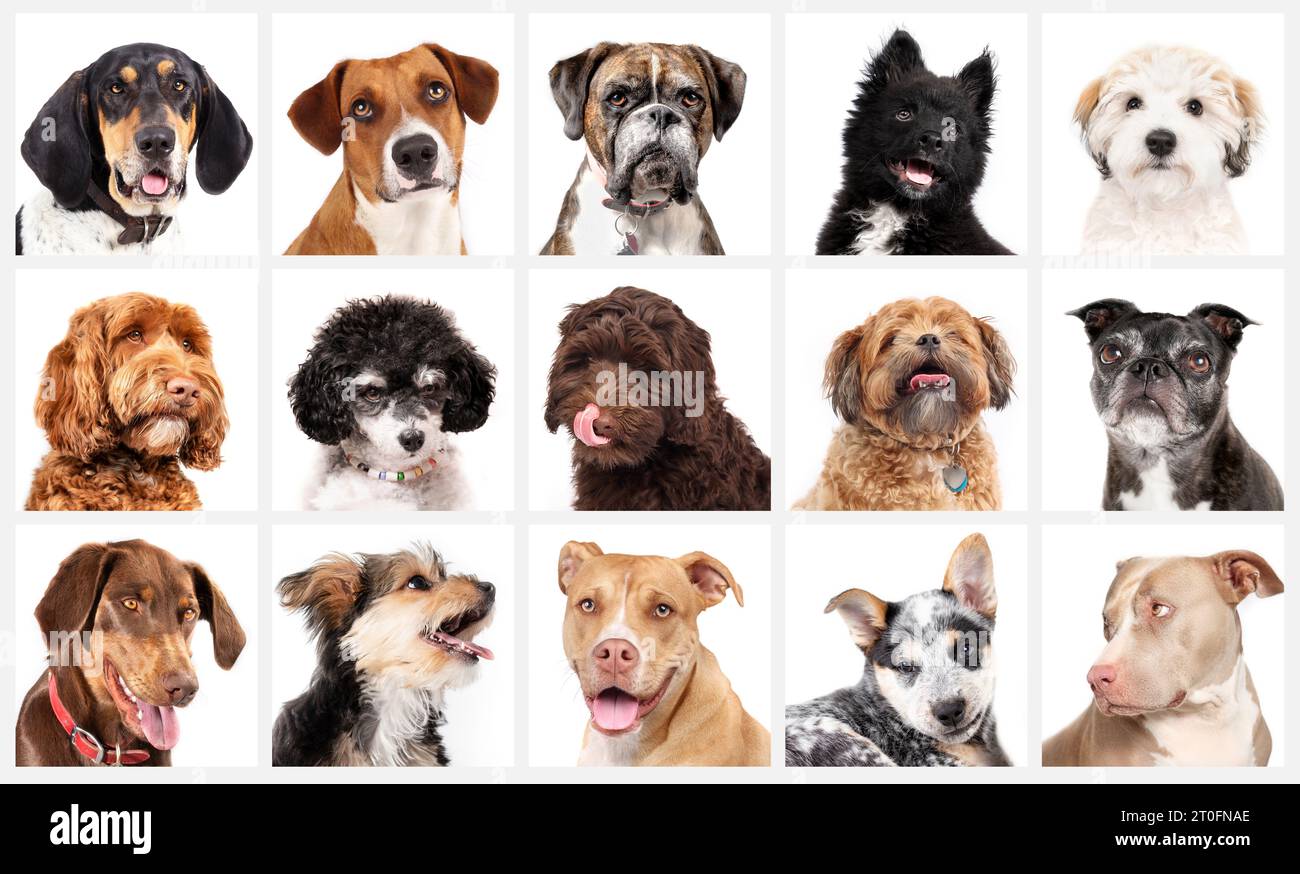 Set of dog head shots looking at camera on white background. Many cute dogs small to large. Coonhound, Labradoodle, Boxer, Pitbull, Havanese, Morkie, Stock Photo