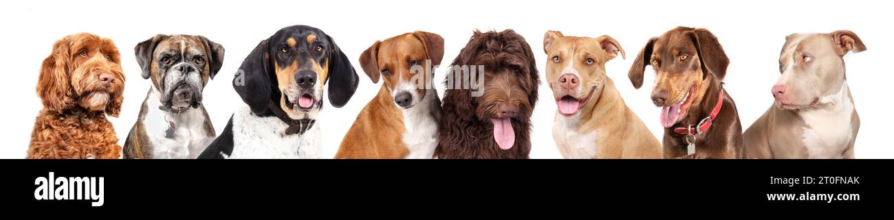 Group of dogs looking at camera. Happy dogs sitting side by side. 8 different medium to large dogs. Labradoodle, Boxer, Coonhound, Harrier mix, Boxer Stock Photo