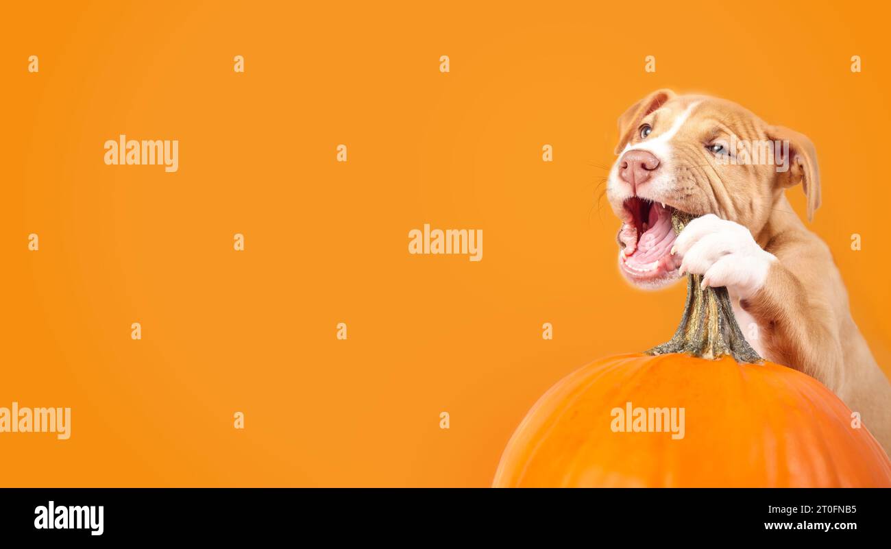 Dog chewing on pumpkin stem hires stock photography and images Alamy