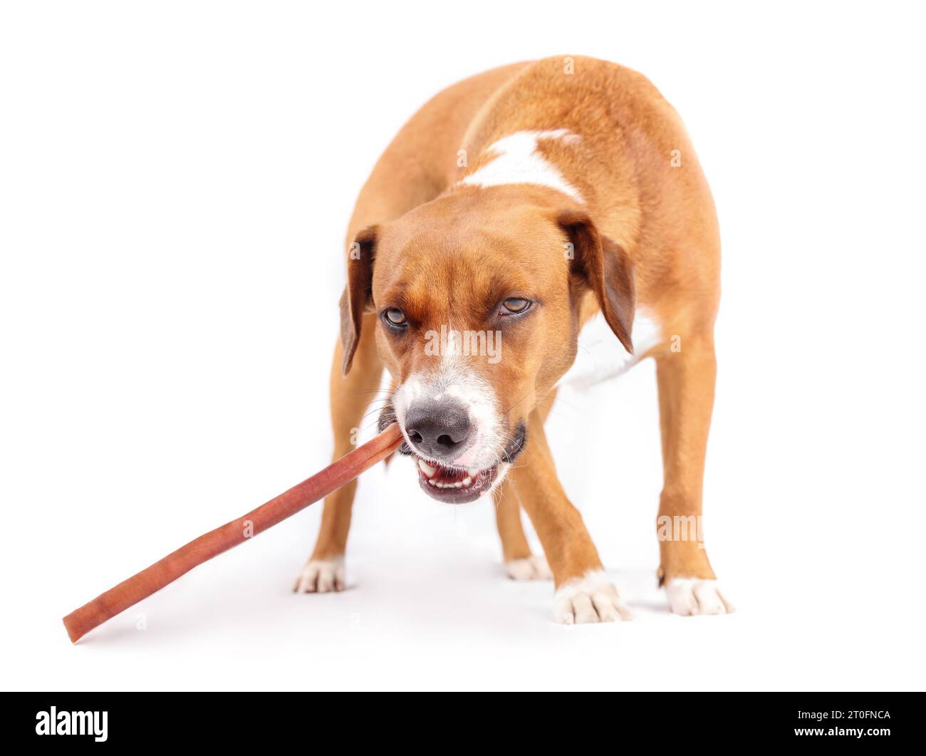 Happy dog with chew stick looking at camera. Puppy dog eating or