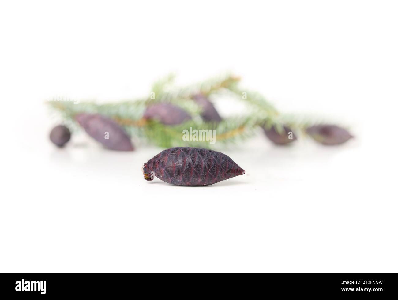 Purple pine cone with defocused evergreen branch. Close up of young purple seed cones from Serbian spruce with blue-green needles. Known as Picea omor Stock Photo