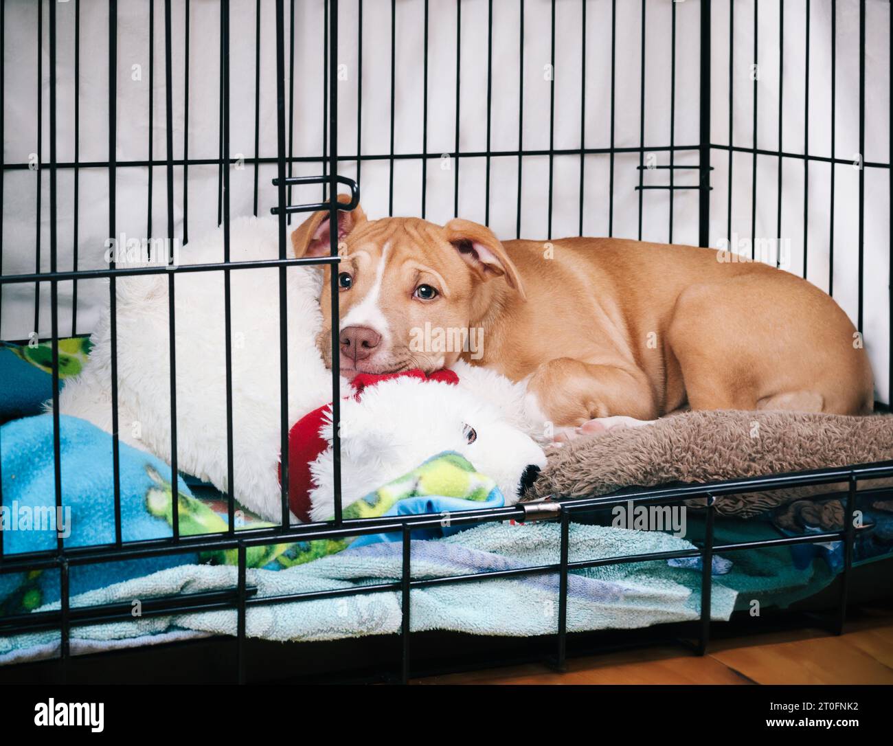 Puppy dog inside crate with open door. Cute puppy lying in kennel with