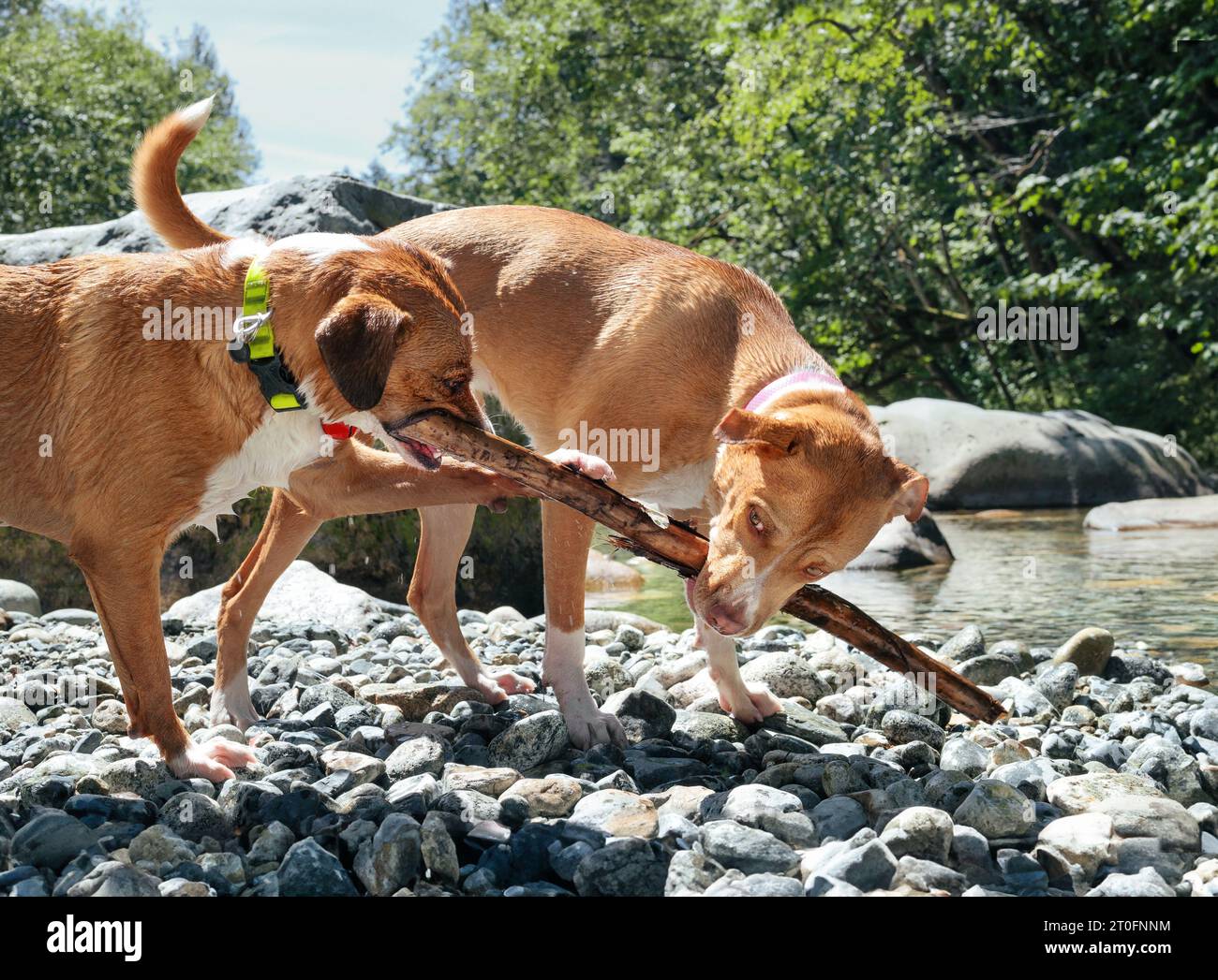 Two dogs sharing stick by the river on hot summer day. Large dogs play tugofwar. Resource