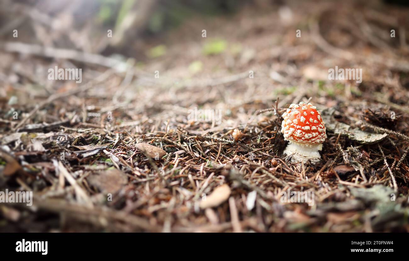 Red fly agaric mushroom on forest ground. Understory forest scenery with a fly amanita just emerging. Mushrooms harvest fungi concept or Fall landscap Stock Photo