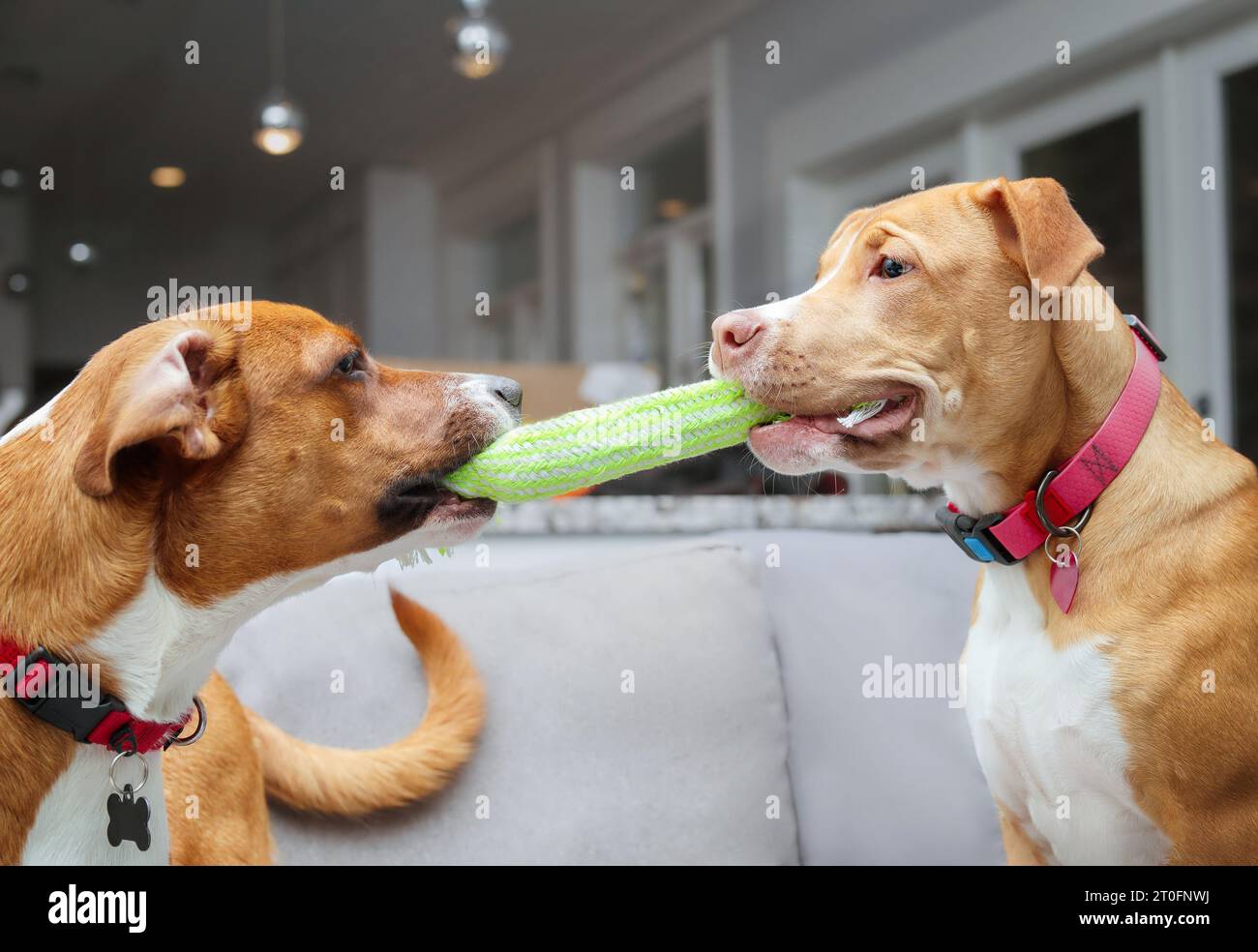 Dogs play tugofwar with rope in mouth on sofa. Side view of two puppy