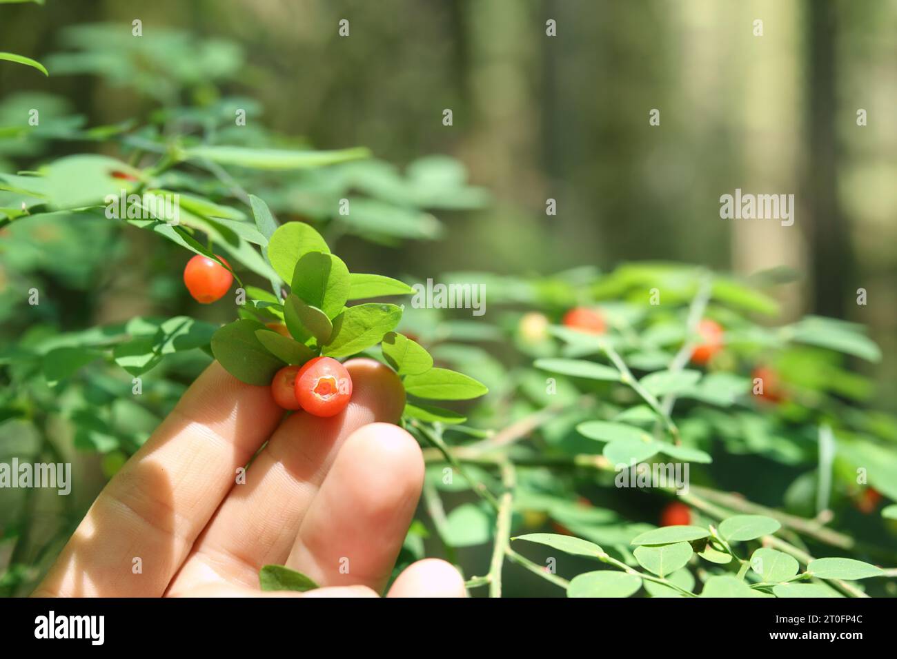 Hand showing red huckleberry on Huckleberry plant, ready to be harvested. Hand of female hiker in forest while foraging or picking forest fruit berrie Stock Photo