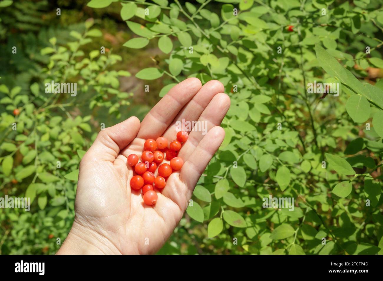Red Huckleberry in hand in front of defocused Huckleberry plant. Wild Huckleberry harvest in female hand. Forest fruit berry picking while trail hikin Stock Photo