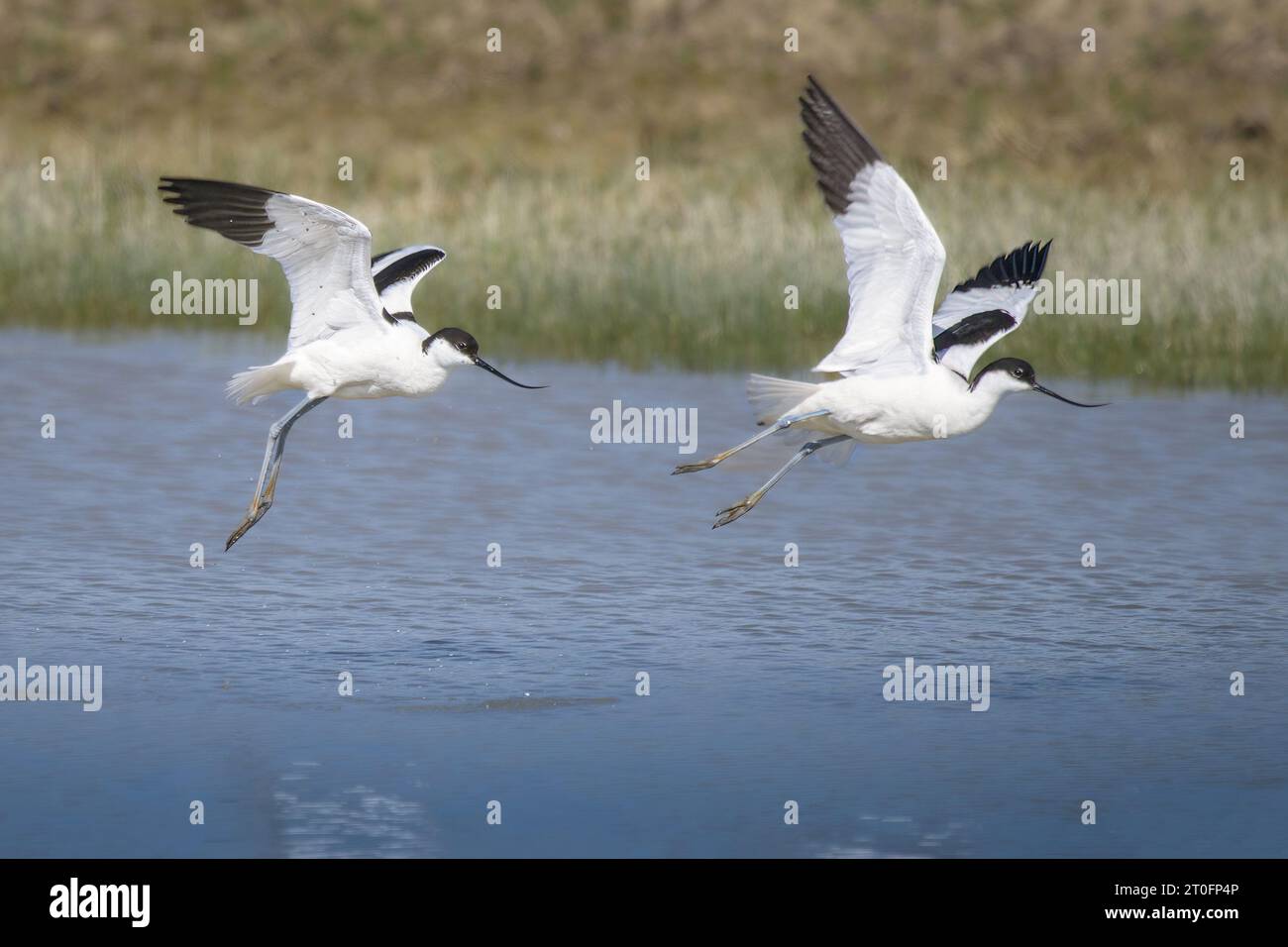 avocettes dans la baie de somme Stock Photo