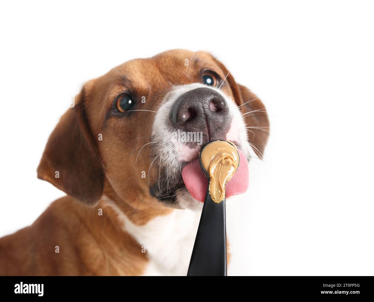 Happy dog eating peanut butter from spoon. Cute puppy dog licking
