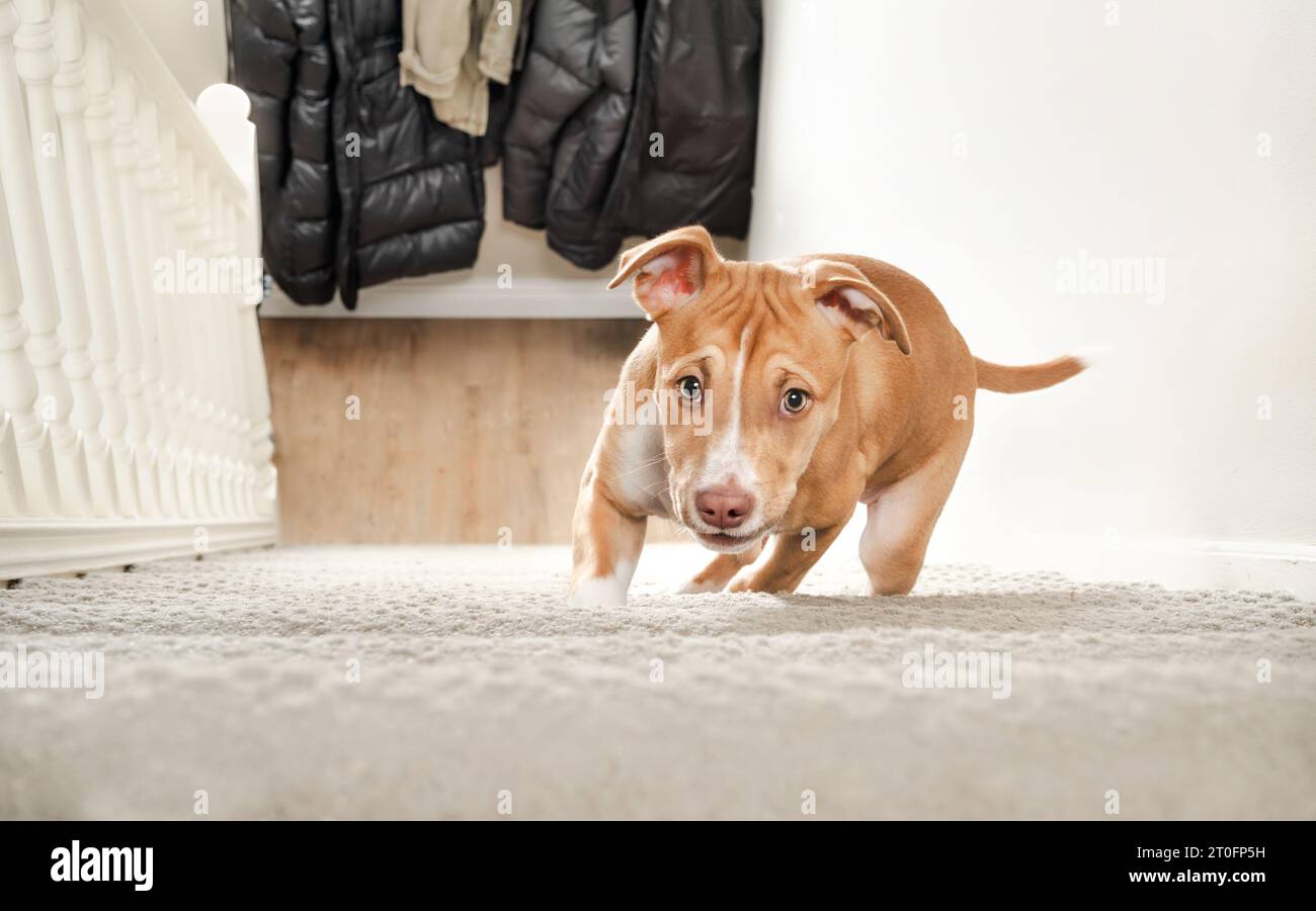 Cute puppy in staircase. 12 weeks old puppy dog learning how to come up