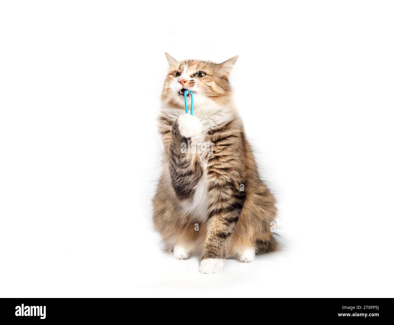 Isolated cat playing with hair band or rubber band. Cute fluffy calico kitty looking sitting