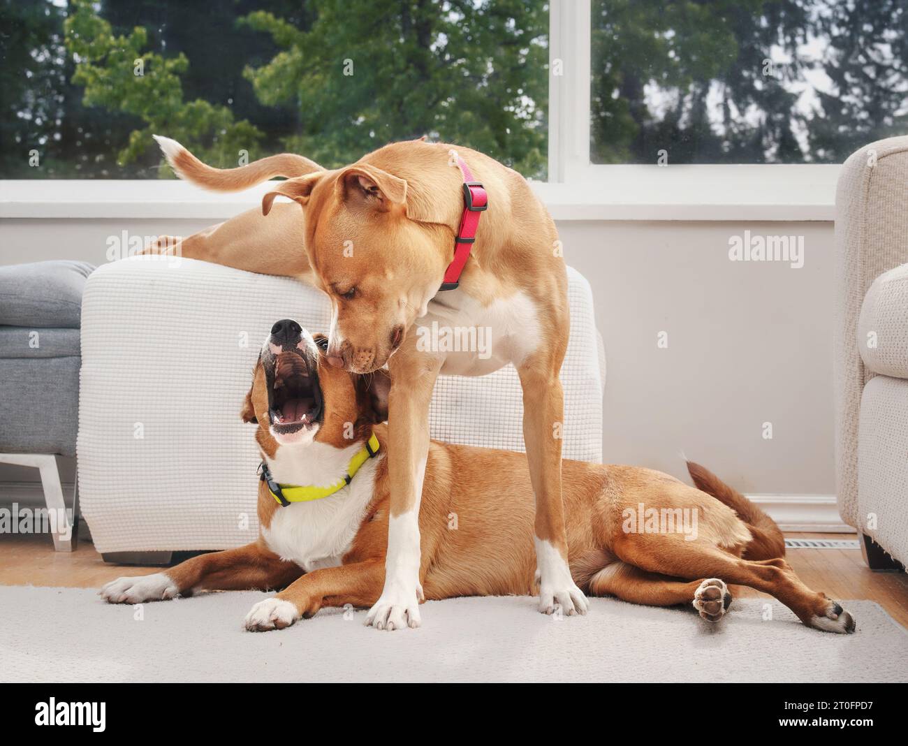 Large dog standing on top of dog with dominate behavior. Young puppy dog friends in multi-dog household playing mouthy or rough housing. Female Boxer Stock Photo