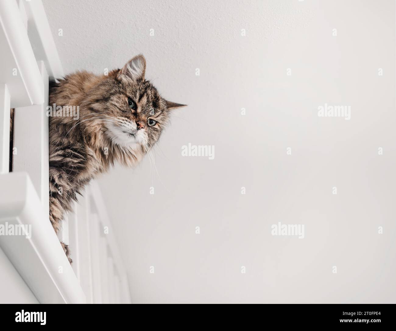 Curios cat looking out of staircase railing to investigate noise. Cute fluffy senior tabby cat with body squeezed between railing post. 17 years old f Stock Photo