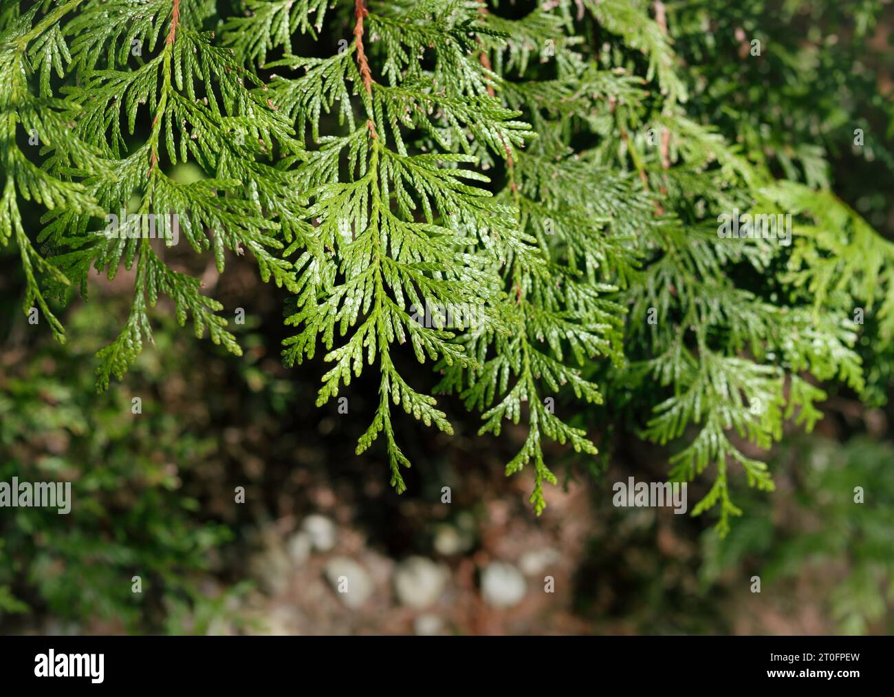 Western red cedar branch growing in coastal forest. Scale like leaves. Also Western redcedar, Thuja plicata or tree of life. Healing and spiritual pow Stock Photo