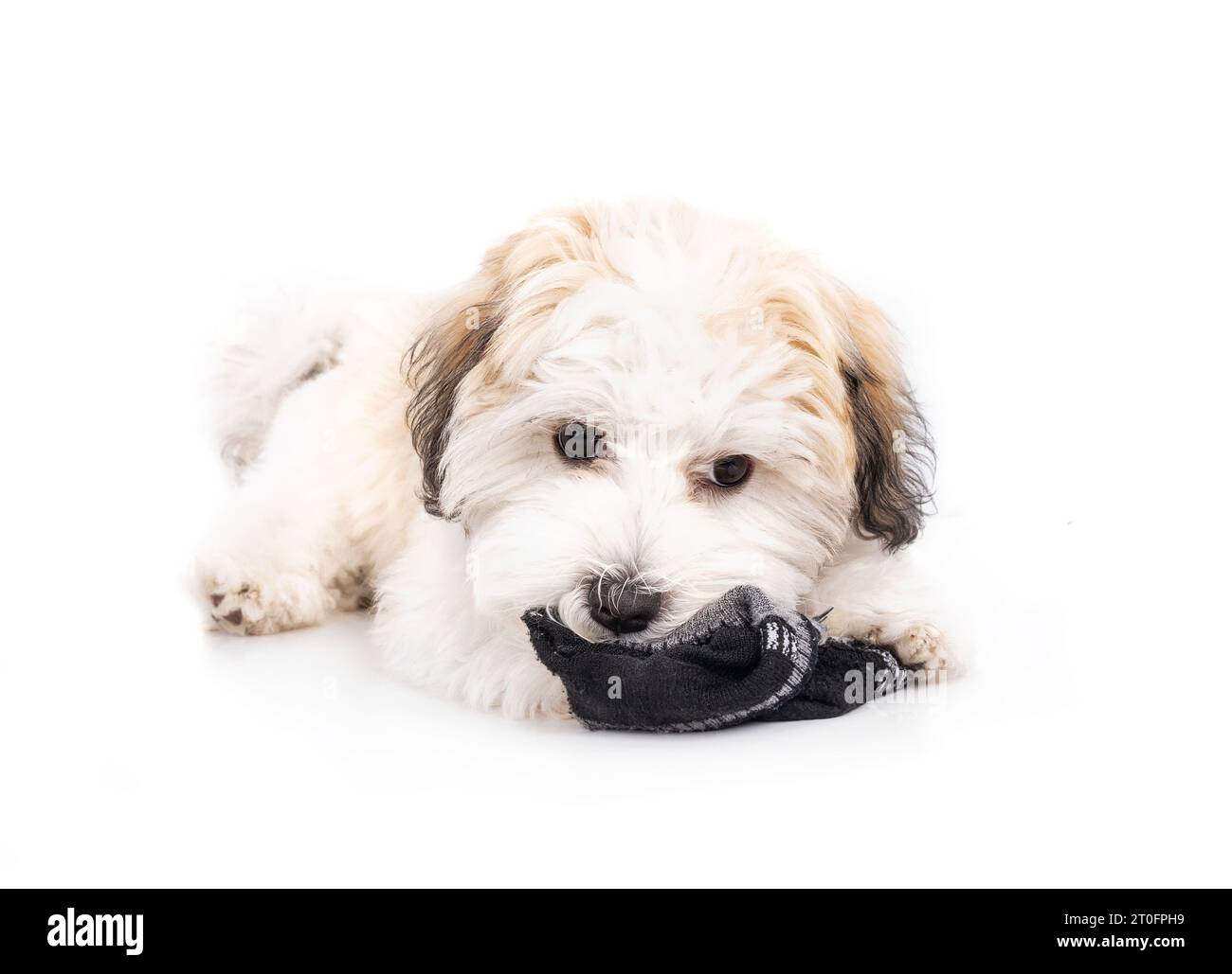 Cute puppy with sock in mouth. Small white puppy dog chewing, eating or playing with sock. Bad habit or unwanted behavior. 16 weeks old female Havanes Stock Photo