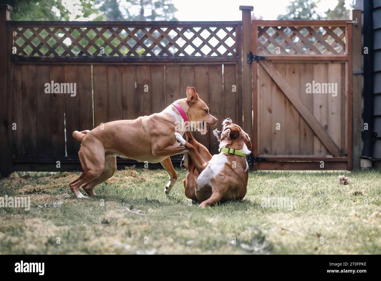 Two dogs playing rough in backyard. Young dogs play fighting with open mouth and teeth. Aggressive behavior or dominance. 1 year old dog friends. Boxe Stock Photo