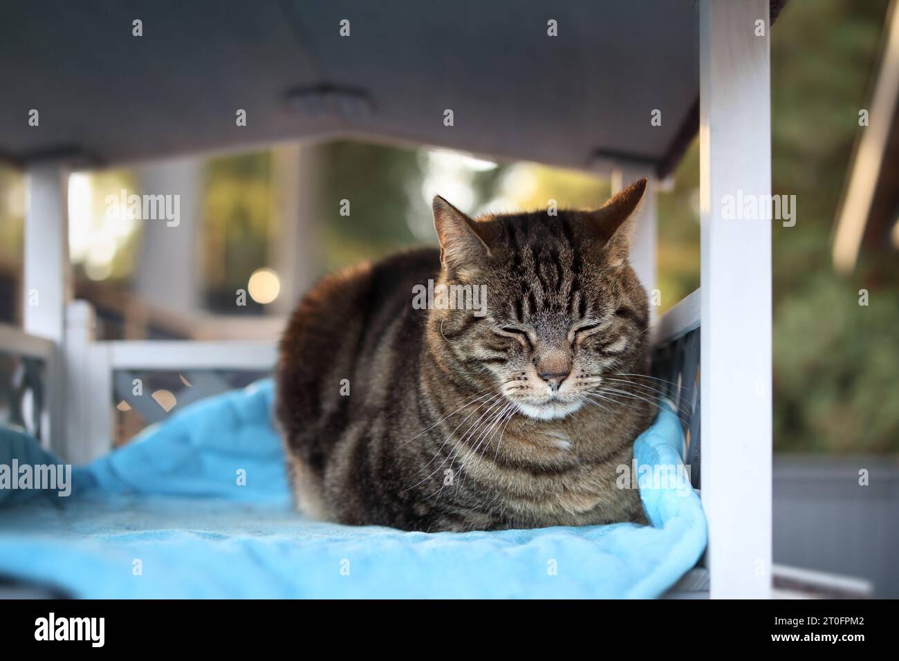 Relaxed cat in cathouse on patio. Cute tabby cat sleeping in outdoor
