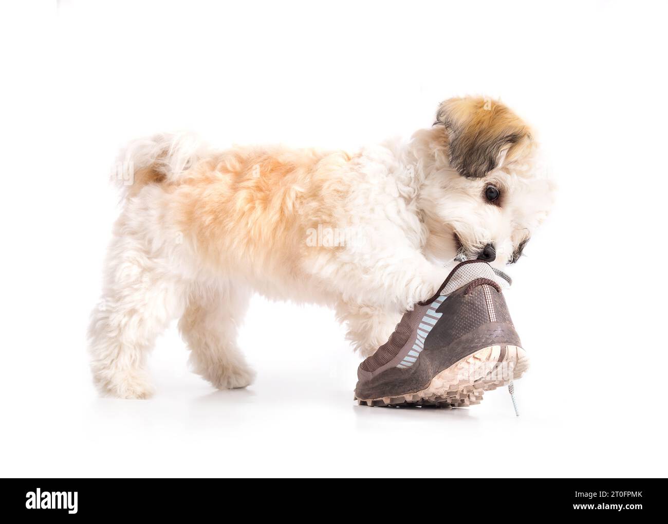 Small puppy with shoe and pulling on shoe lace. Cute fluffy puppy dog playing with a shoe. Bad habit or unwanted behavior. 16 weeks old female Havanes Stock Photo