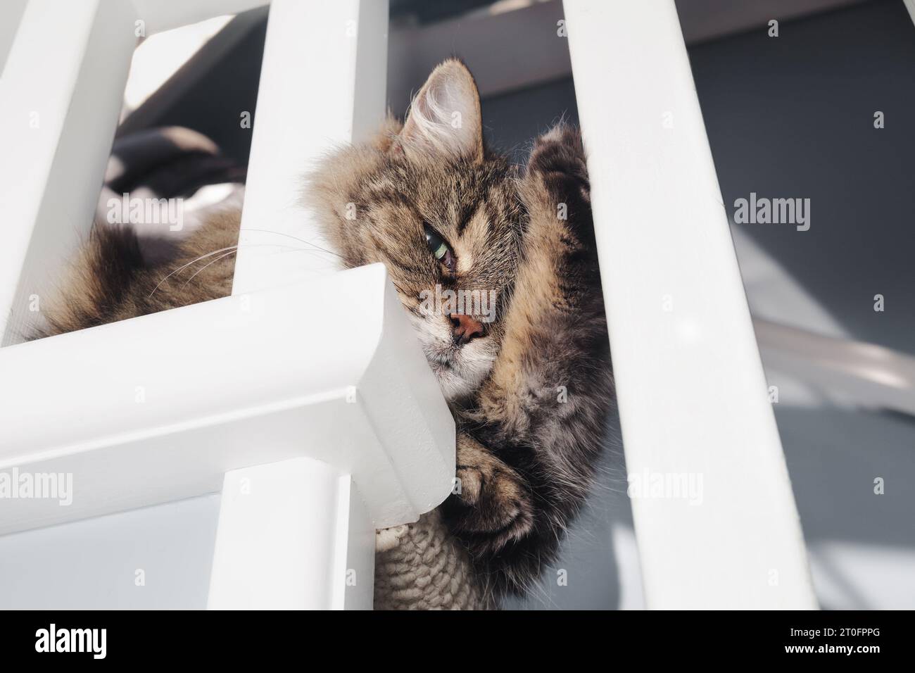 Relaxed tabby cat lying in staircase with funny paw position. High angle view of cute fluffy kitty looking at camera sleepy. 17 years old female cat. Stock Photo