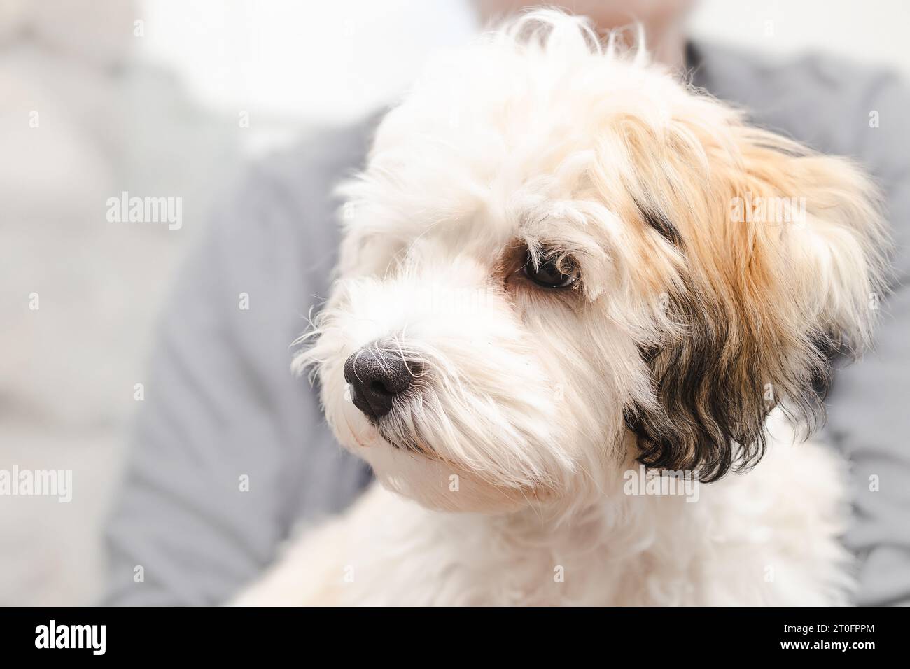 Cute Havanese puppy sitting on pet owners or persons lap. Side profile of fluffy puppy dog feeling safe. 16 weeks old female Havanese dog. White face, Stock Photo
