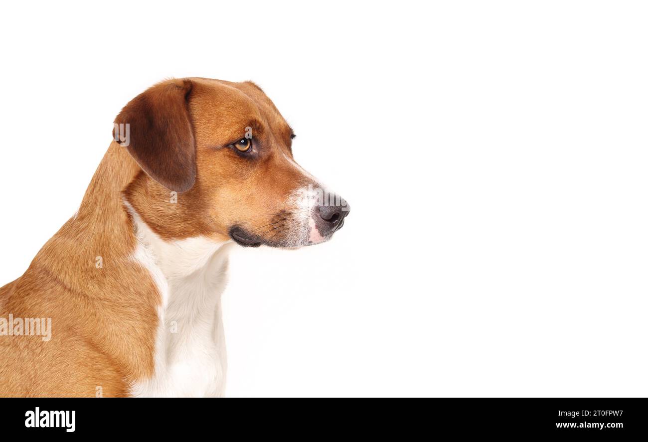 Isolated curios dog looking sideways. Side portrait of cute brown puppy