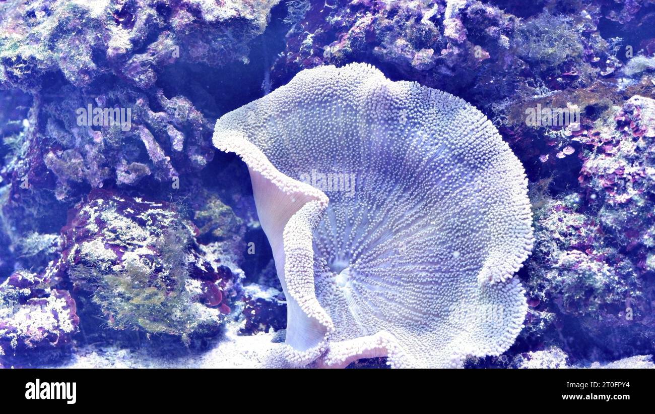 Marine aquarium with live corals. Tank filled with water for keeping live underwater animals. Sea bottom. Stock Photo