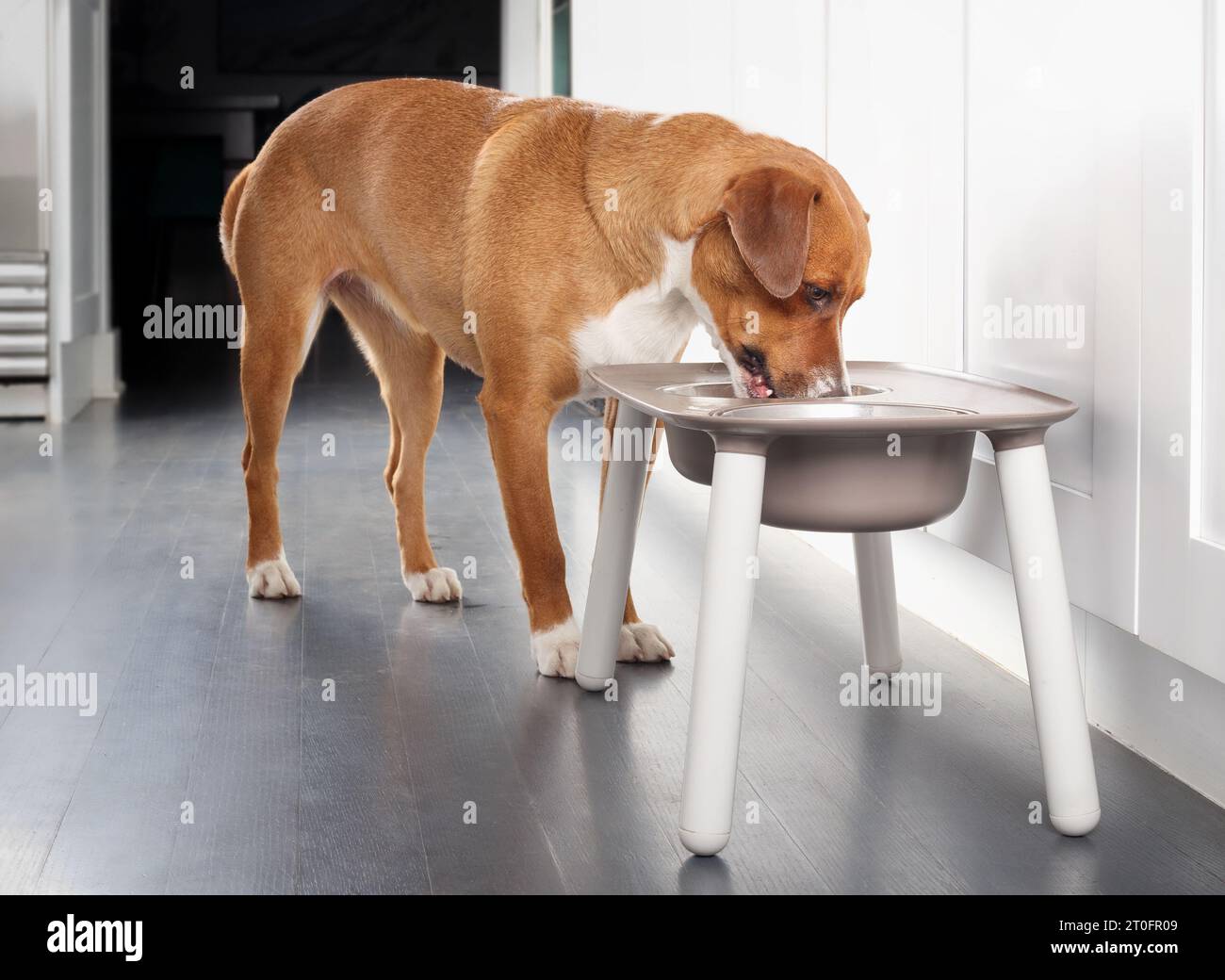 Dog eating from feeding station in kitchen. Cute puppy dog standing behind elevated dog bowl