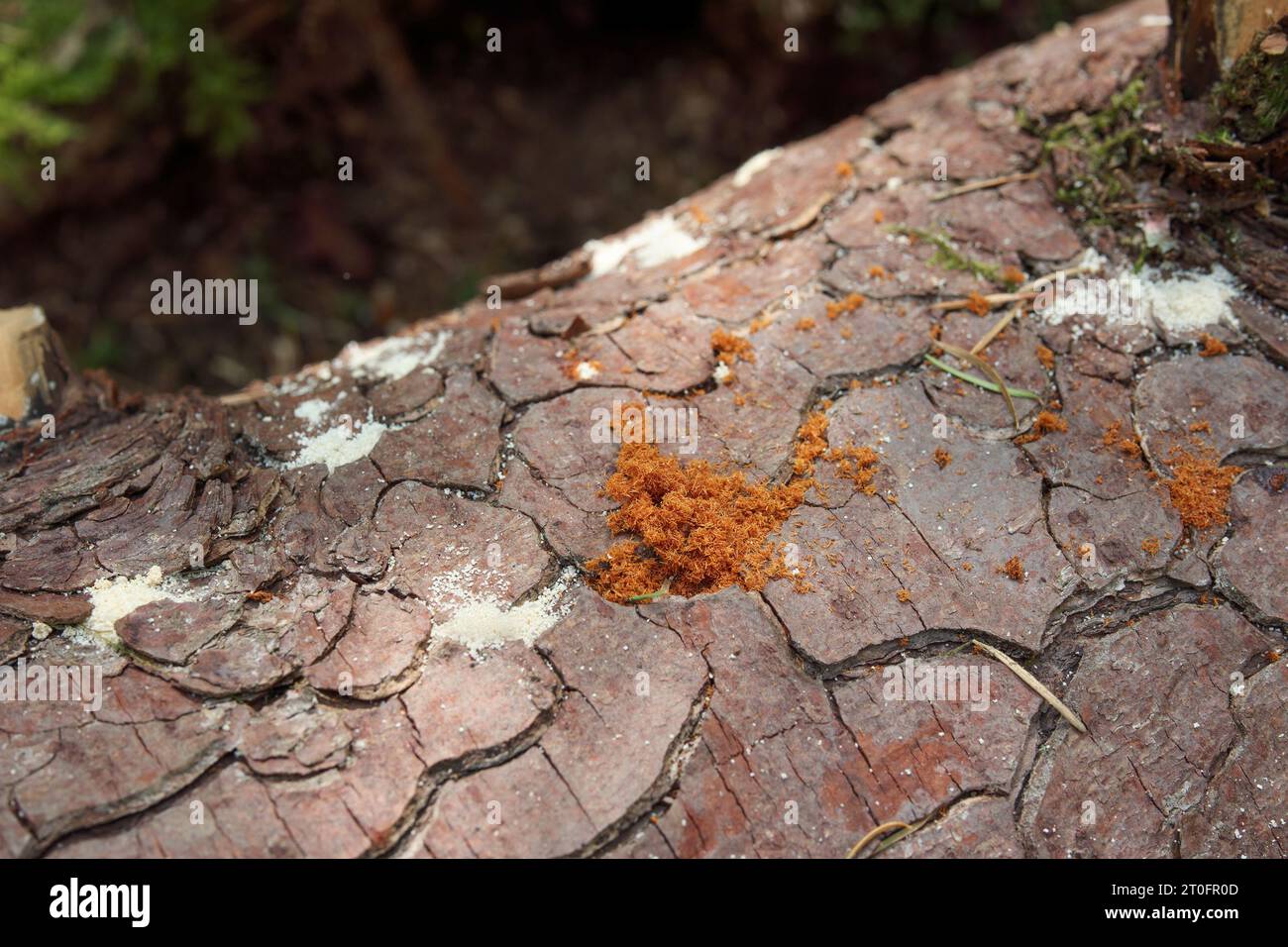 Orange and white sawdust on tree trunk from wood borer insect or bark beetle pest. Orange from Douglas fir beetle, white sawdust is from ambrosia beet Stock Photo