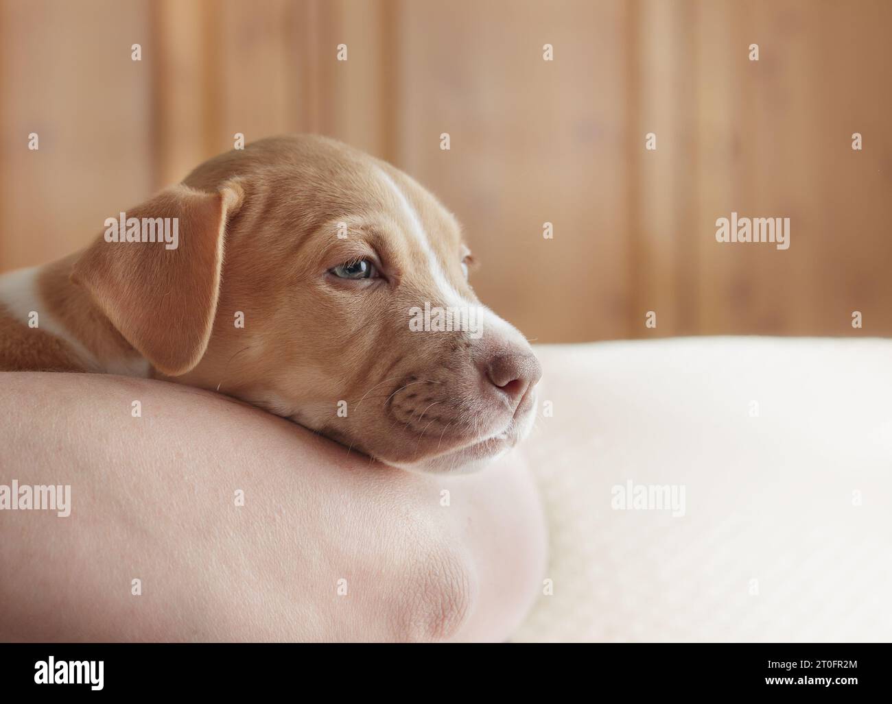 Tire puppy resting on person. Head shot of cute puppy dog with sleepy