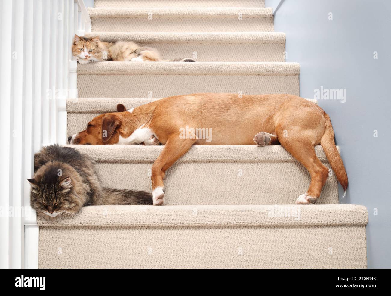 Cats and dog sleeping together on stairs inside. Cute cats and large dog enjoying companionship. Pets species cohabitation and togetherness. Calico ca Stock Photo