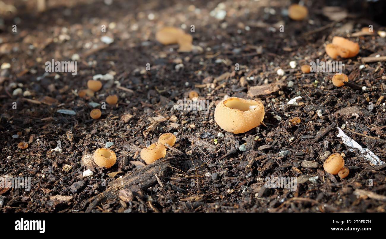 Group of Tarzetta cupularis or Toothed cup fungi. Cup like fungus found in spring or autumn. Grows in woodland areas or garden soil. Textured pale ora Stock Photo