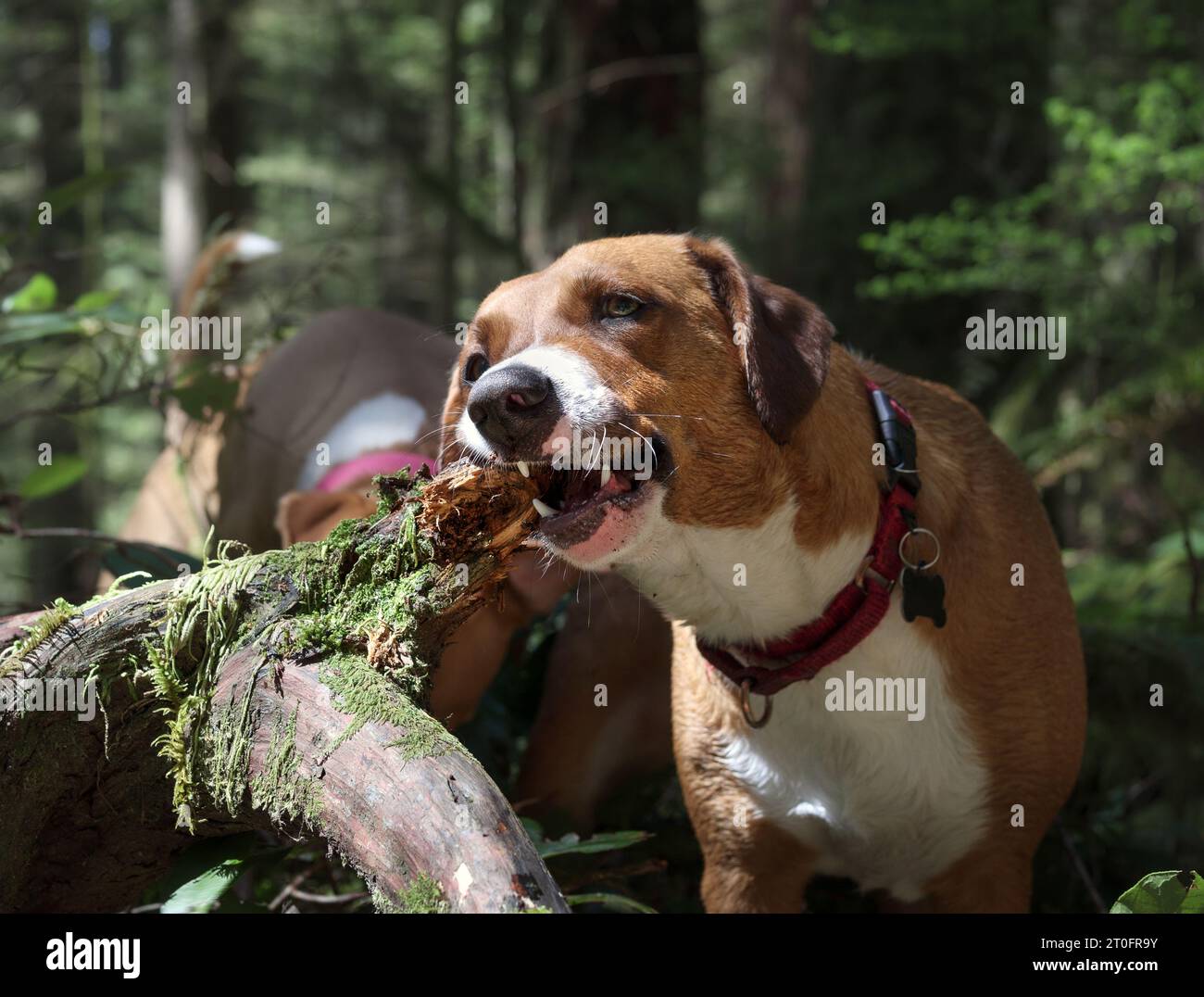 Dog eating wood on walk in forest. Puppy dog chewing tree branch or twig with moss with teeth visible. Dog wood eating obsession or fixation. 1 year o Stock Photo