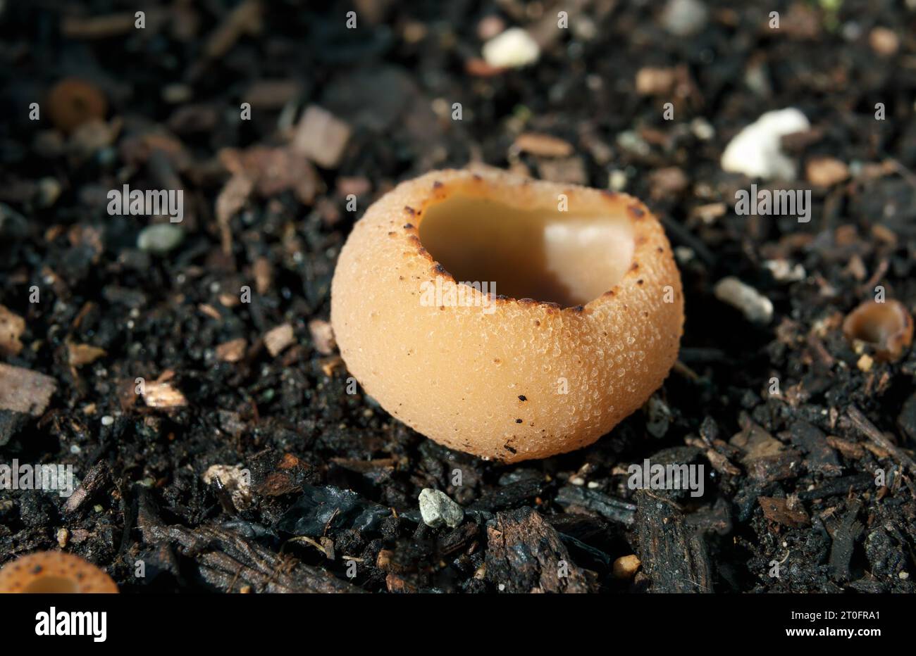 Inedible mushroom Tarzetta cupularis or Toothed cup fungi. Macro of cup like fungus found in spring or autumn. Grows in woodland areas or garden soil. Stock Photo