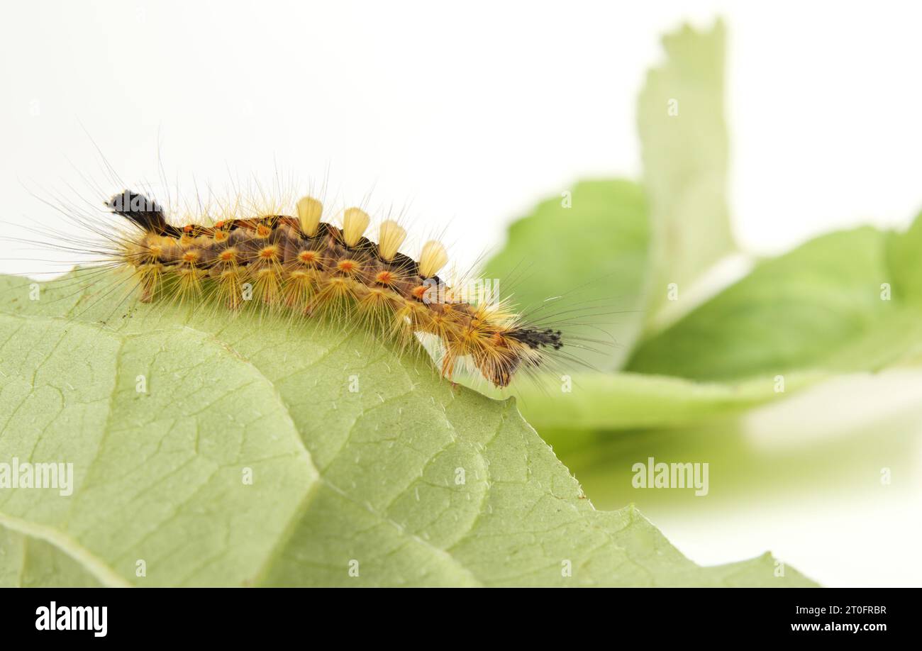 Rusty tussock moth caterpillar on leaf. Side profile Orgyia antiqua (L.) Fluffy caterpillar with long yellow hairs, orange dots and tufts. Stinging ha Stock Photo