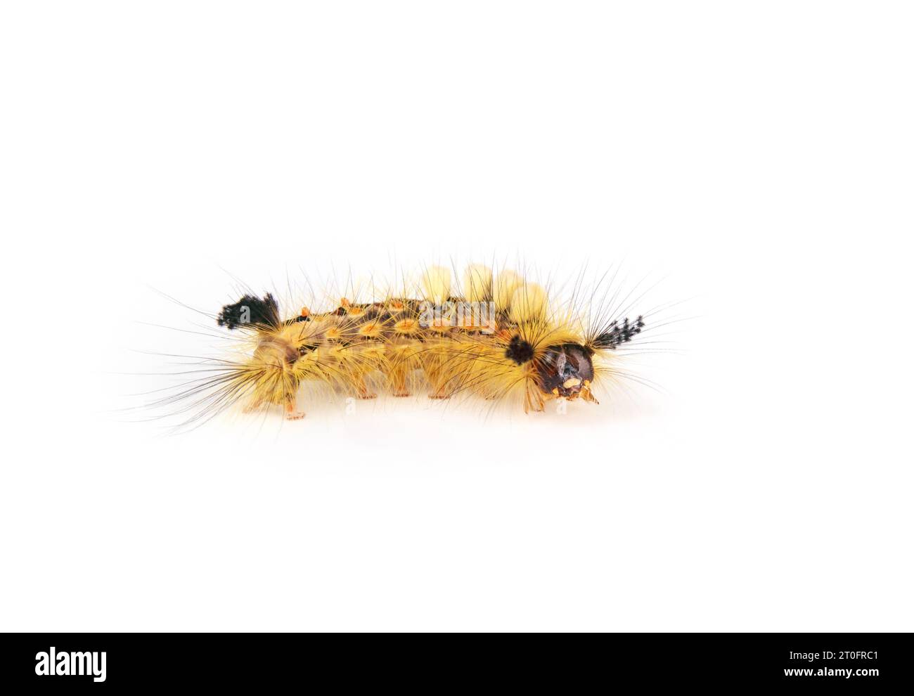 Isolated rusty tussock moth caterpillar. Fuzzy yellow caterpillar with long yellow hairs and tufts.  Orgyia antiqua (L.)  Stinging hairs can cause ski Stock Photo